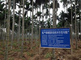 G:黄丽云-槟榔-槟榔图片库6-低产槟榔园改造IMG_2261.JPG