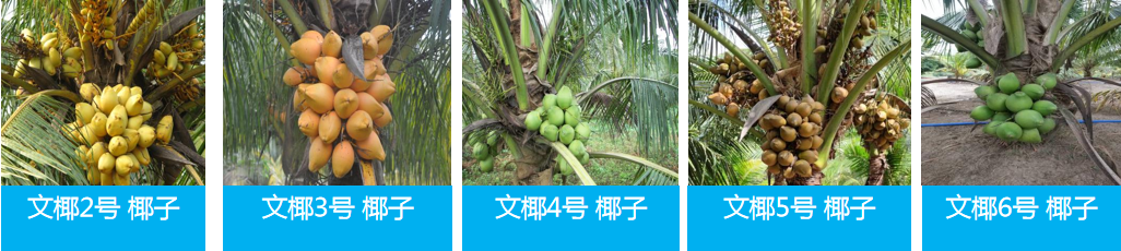 椰子研究所 重要新闻 我所《“文椰”系列椰子新品种培育与推广利用》入选百项重大农业科技成果