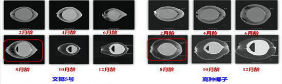 (已瘦身)0508更新-正高（技术攻关）+椰子所+孙程旭+13876754018_12(1)